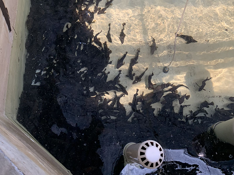 灰色水性養殖漆